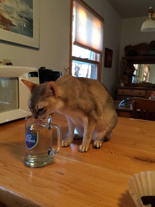 At the Lake with our grandkitten. Leo is forever drinking out of Bill's glass.